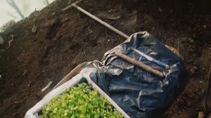 петунию вынесли в теплицу