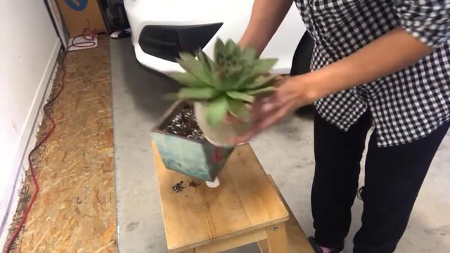 Why You Need to Repot Newly Bought Succulents ft. Echeveria смотреть онлайн