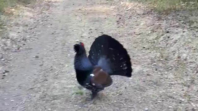 Август смотреть онлайн