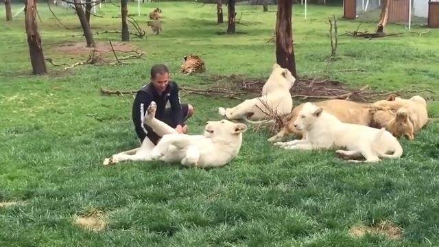 Tiger Saves Man From A Leopard Attack смотреть онлайн