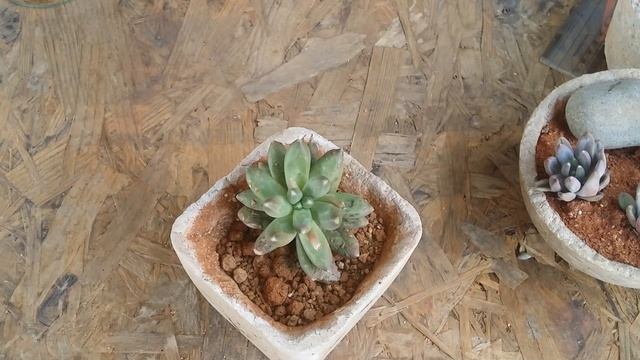 || PACHYPHYTUM COMPACTUM || CARE TIPS ||