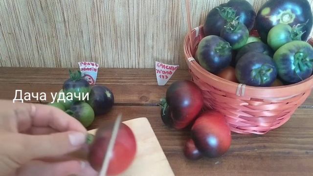 Редкие сорта томатов/КРАСНЫЙ УГОЛЬ и ГОЛУБОЕ ЗОЛОТО/есть ли разница? Дача удачи смотреть онлайн