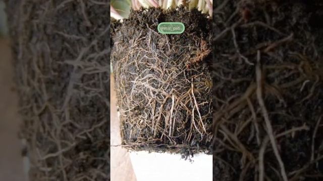 ПОЧЕМУ КОМНАТНОЕ РАСТЕНИЕ ПОГИБАЕТ? смотреть онлайн