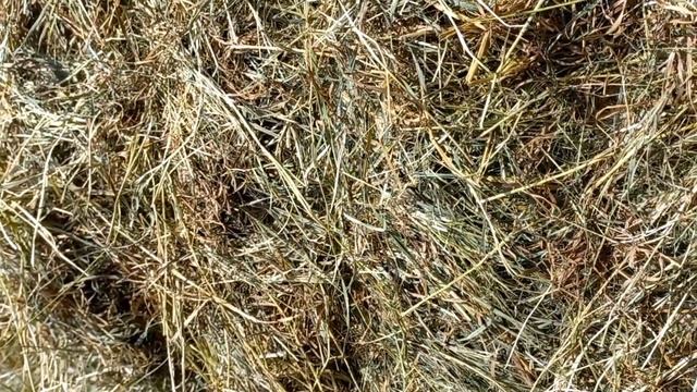 Сенокос 2022 начался. Два МТЗ 82 в деле смотреть онлайн