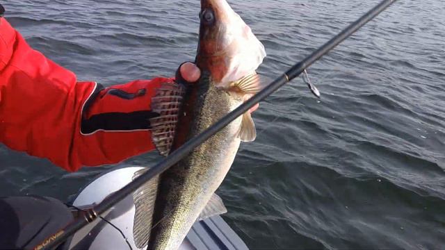 Судак на Белоярке на свои мандулы смотреть онлайн