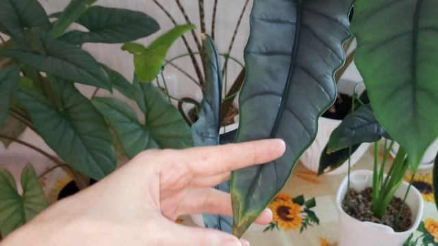 Алоказии // что хочу сказать... смотреть онлайн