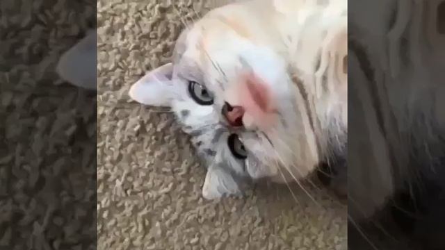 Говорящие Коты смотреть онлайн