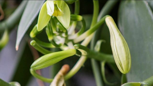 Sprawling 37-acre San Diego Botanic Garden Orchids welcomes spring смотреть онлайн