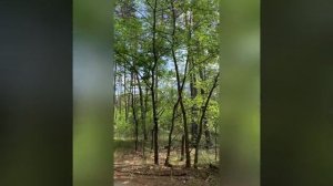 Природа в посёлке Кириллинский