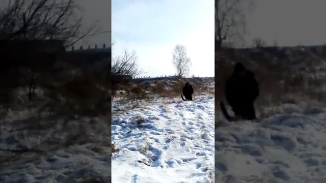 лорд собака волк . немецкая овчарка РЖАККА СМОТРЕТЬ ДО КОНЦА!!!! смотреть онлайн