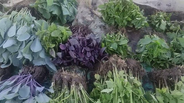 Ціни на ринку Шувар, лохина, квіти. смотреть онлайн