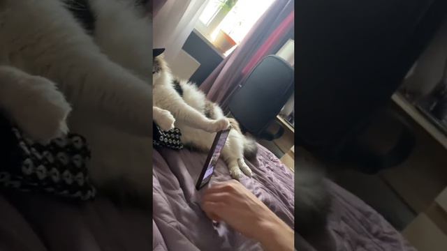 И если заводить кота, то только для этого смотреть онлайн