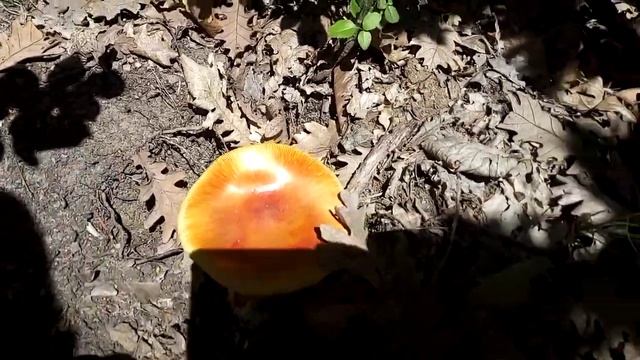 Amanita caesarea, 3.6.2022. смотреть онлайн