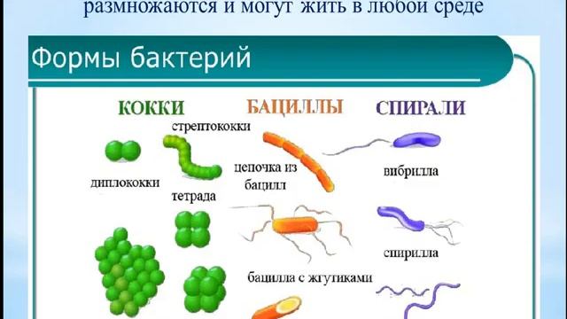 Биология. № 7 урок Общая характеристика пяти царств живых организмов смотреть онлайн