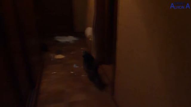 Собака съела обои смотреть онлайн
