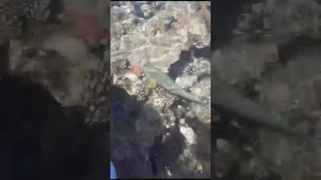 Рыбки красного моря с пирса Queen Sharm Resort