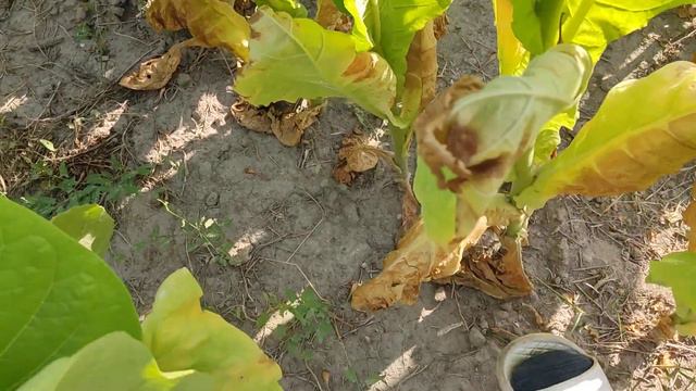Дюбеки и Американы болеют. Урожая не будет смотреть онлайн