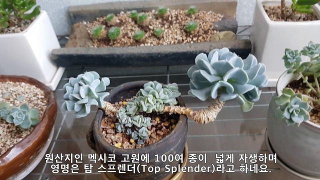 특엽옥접/탑시터비(Echeveria runyonii ‘Topsy Turvy’, 特葉玉蝶) 키우기 / 탑 스프렌더(Top Splender)키우기. 세상에 이런 일이! 자구가... смотреть онлайн