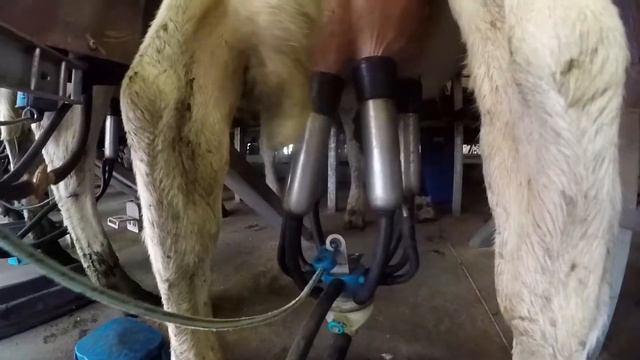 🐄 WWOOFing in New Zealand on a Dairy Farm - New Zealand's Biggest Gap Year смотреть онлайн