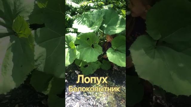 Лопух большой и Белокопытник смотреть онлайн
