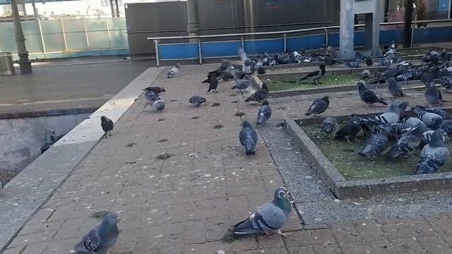 Домашний приют. Ярославский вокзал, голодные голуби. смотреть онлайн