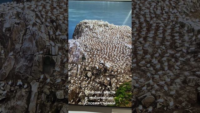 «Золотая черепаха» ? #shorts