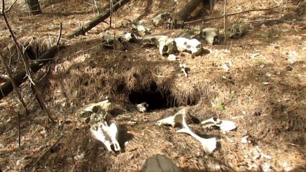 Нашел логово Чупакабры, куча костей вокруг норы 3\3 Chupacabra lair