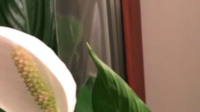 Цветение Спатифиллума смотреть онлайн