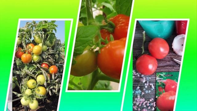 Томат открытого грунта Корнет: высокоурожайный, ультраранний, вкусный смотреть онлайн