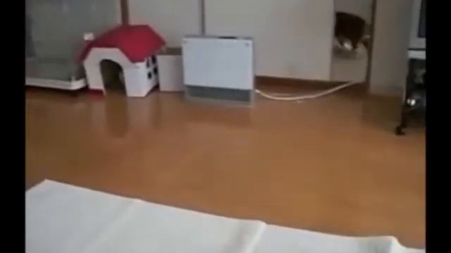 Чудаковатые и странные кошки. смотреть онлайн