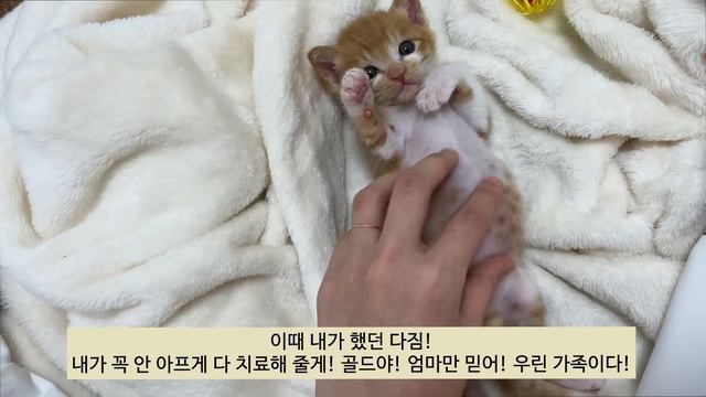 어미잃은 새끼고양이에게 1년간 사랑을줬더니... смотреть онлайн