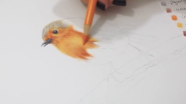 How To Draw Feathers with Colored Pencil смотреть онлайн