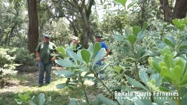 Ronald Harris Ferneries - FGFF Farmer Spotlight смотреть онлайн