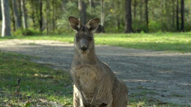 Want To Know Interesting Facts About Australia? Let's Find The Answer Here!