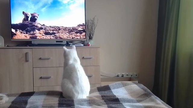 Кот смотрит "Король лев" смотреть онлайн