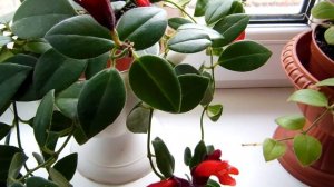 #Комнатные растения. Эсхинантус Уход