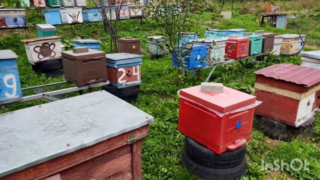 Травлю мышей чтоб было меньше проблем зимой. смотреть онлайн