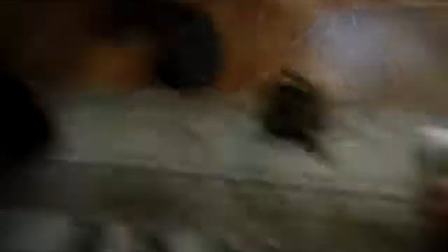 Черепаха автобус😂😁😁😂😂 смотреть онлайн