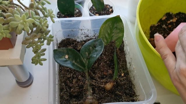 Размножение замиокулькас Зензи листом смотреть онлайн