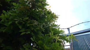 РОЛИКОВАЯ ПИЛКА DYKEMANN WERLERR S 8 ?ДЕЛАЮ МУЖУ ПЕДИКЮР? СРОЧНО УБРАЛИ ЛУК??