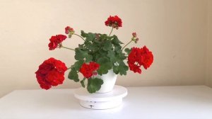 Презентация сорта ИВ Майя Плисецкая