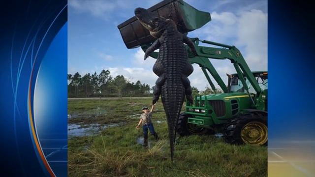 The biggest alligator in the world caught on video смотреть онлайн