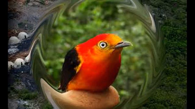 Природа Амазонки смотреть онлайн