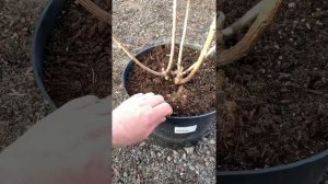 Настоящих два хита 2022 гортензии Скайфолл и Строуберри Блоссом, Крупномеры в с15л ?8-926-645-46-99