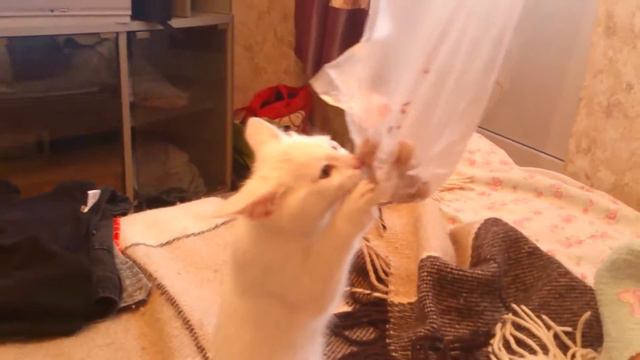 Кот и фисташки / Cat And Pistachios