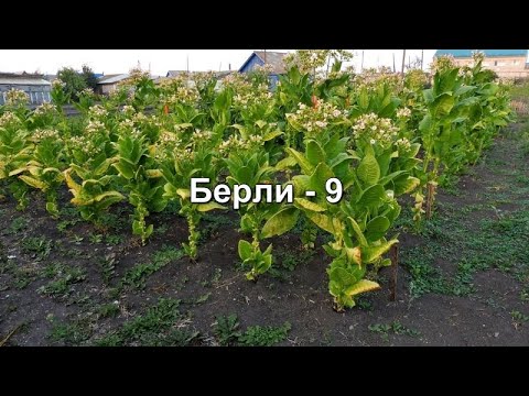 Обзор курительного табака - сорт Берли - 9. смотреть онлайн