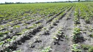 Гелиантекс. Зло или Добро? 03.06.2020