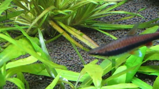 Кормление рыбок дафнией смотреть онлайн