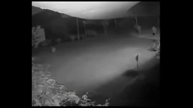 Puma / Puma Concolor