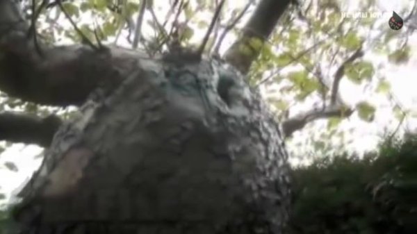 TOP 5 The most unusual cases in real life | Little Fairies exist!